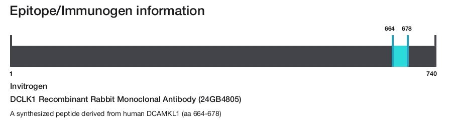 DCLK1 Recombinant Rabbit Monoclonal Antibody (24GB4805)