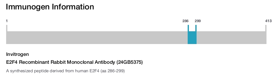 E2F4 Recombinant Rabbit Monoclonal Antibody (24GB5375)