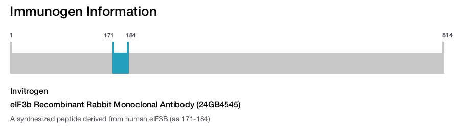 eIF3b Recombinant Rabbit Monoclonal Antibody (24GB4545)