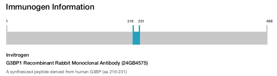 G3BP1 Recombinant Rabbit Monoclonal Antibody (24GB4575)