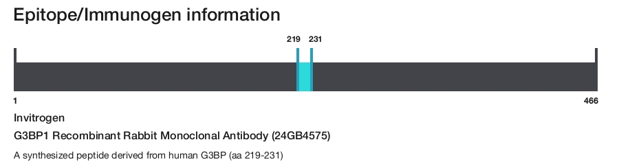 G3BP1 Recombinant Rabbit Monoclonal Antibody (24GB4575)