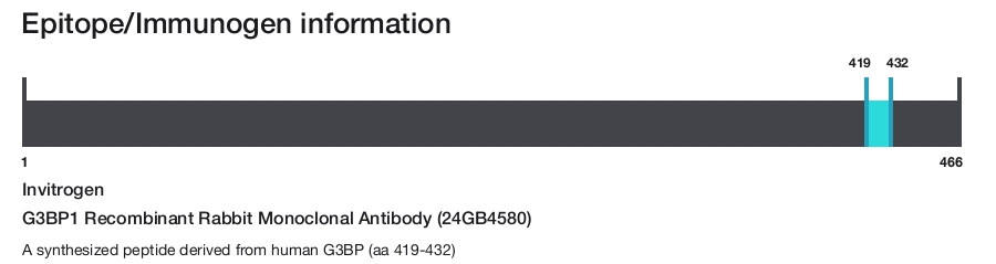 G3BP1 Recombinant Rabbit Monoclonal Antibody (24GB4580)