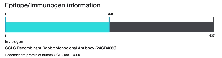 GCLC Recombinant Rabbit Monoclonal Antibody (24GB4860)