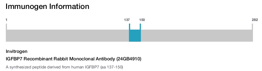 IGFBP7 Recombinant Rabbit Monoclonal Antibody (24GB4910)