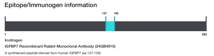 IGFBP7 Recombinant Rabbit Monoclonal Antibody (24GB4910)