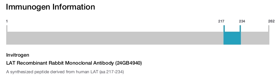 LAT Recombinant Rabbit Monoclonal Antibody (24GB4940)