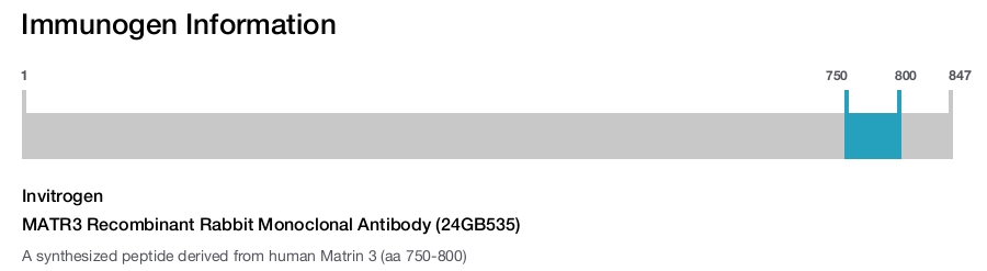 MATR3 Recombinant Rabbit Monoclonal Antibody (24GB535)