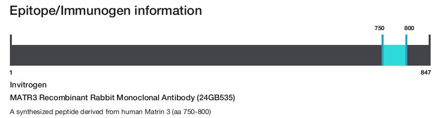 MATR3 Recombinant Rabbit Monoclonal Antibody (24GB535)