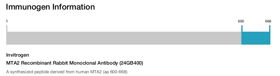 MTA2 Recombinant Rabbit Monoclonal Antibody (24GB400)