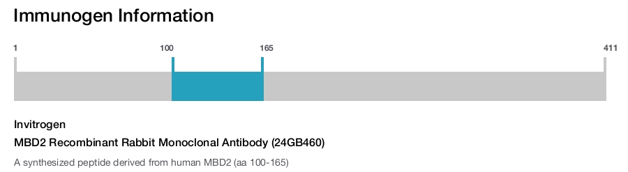MBD2 Recombinant Rabbit Monoclonal Antibody (24GB460)