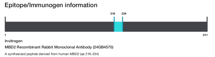 MBD2 Recombinant Rabbit Monoclonal Antibody (24GB4570)