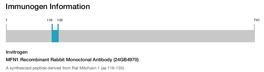 MFN1 Recombinant Rabbit Monoclonal Antibody (24GB4970)