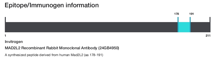 MAD2L2 Recombinant Rabbit Monoclonal Antibody (24GB4950)