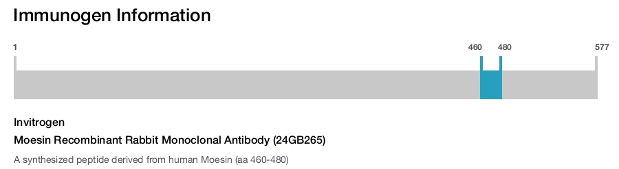 Moesin Recombinant Rabbit Monoclonal Antibody (24GB265)