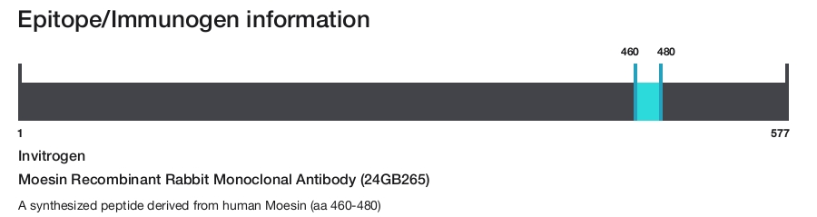 Moesin Recombinant Rabbit Monoclonal Antibody (24GB265)