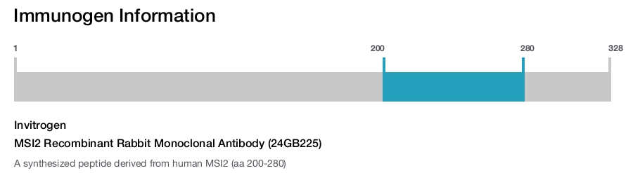 MSI2 Recombinant Rabbit Monoclonal Antibody (24GB225)