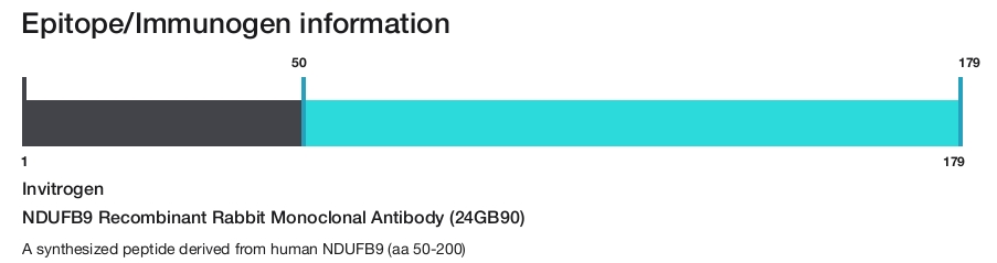 NDUFB9 Recombinant Rabbit Monoclonal Antibody (24GB90)