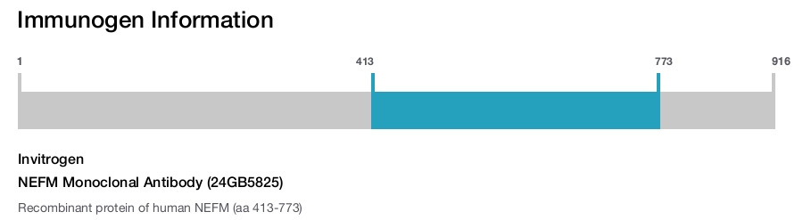 NEFM Monoclonal Antibody (24GB5825)