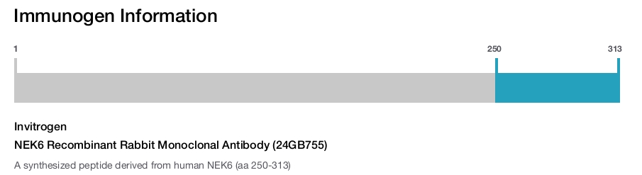 NEK6 Recombinant Rabbit Monoclonal Antibody (24GB755)