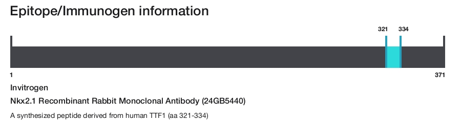 Nkx2.1 Recombinant Rabbit Monoclonal Antibody (24GB5440)