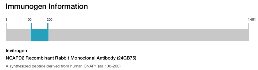 NCAPD2 Recombinant Rabbit Monoclonal Antibody (24GB75)