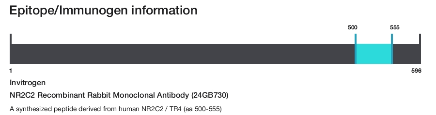 NR2C2 Recombinant Rabbit Monoclonal Antibody (24GB730)