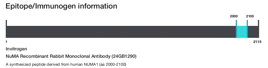 NuMA Recombinant Rabbit Monoclonal Antibody (24GB1290)