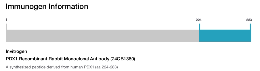 PDX1 Recombinant Rabbit Monoclonal Antibody (24GB1380)