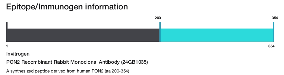 PON2 Recombinant Rabbit Monoclonal Antibody (24GB1035)