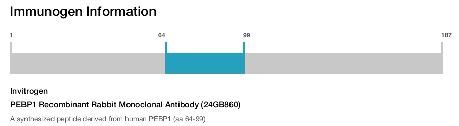 PEBP1 Recombinant Rabbit Monoclonal Antibody (24GB860)