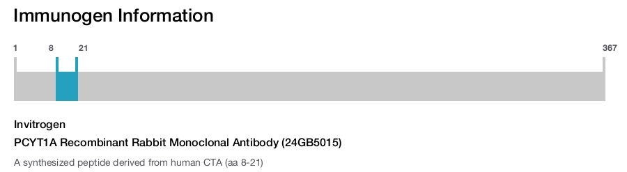 PCYT1A Recombinant Rabbit Monoclonal Antibody (24GB5015)