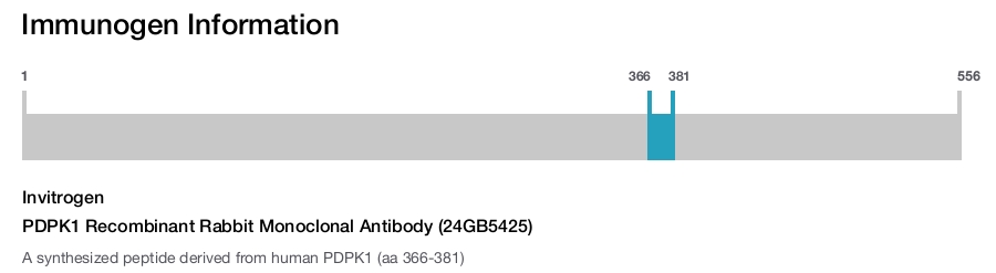 PDPK1 Recombinant Rabbit Monoclonal Antibody (24GB5425)