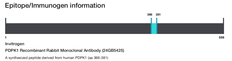 PDPK1 Recombinant Rabbit Monoclonal Antibody (24GB5425)