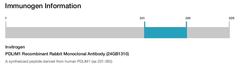 PDLIM1 Recombinant Rabbit Monoclonal Antibody (24GB1310)