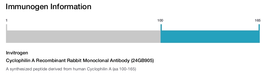 Cyclophilin A Recombinant Rabbit Monoclonal Antibody (24GB905)
