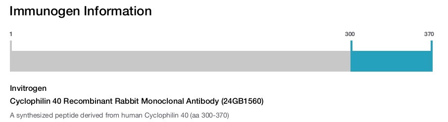 Cyclophilin 40 Recombinant Rabbit Monoclonal Antibody (24GB1560)