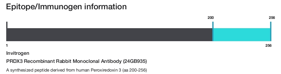 PRDX3 Recombinant Rabbit Monoclonal Antibody (24GB935)