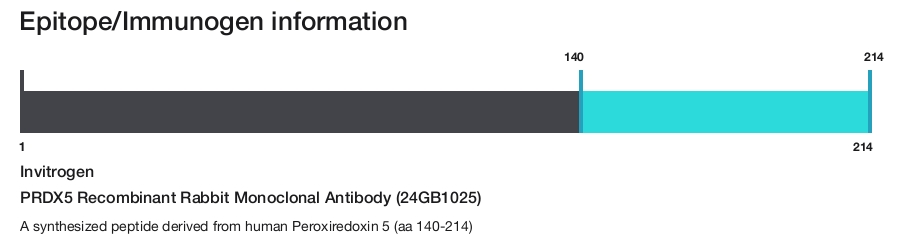PRDX5 Recombinant Rabbit Monoclonal Antibody (24GB1025)