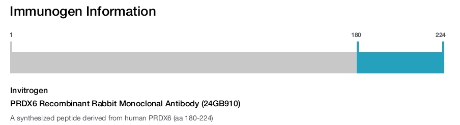 PRDX6 Recombinant Rabbit Monoclonal Antibody (24GB910)