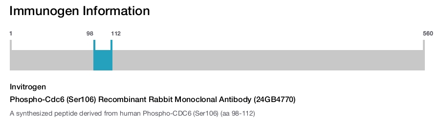 Phospho-Cdc6 (Ser106) Recombinant Rabbit Monoclonal Antibody (24GB4770)