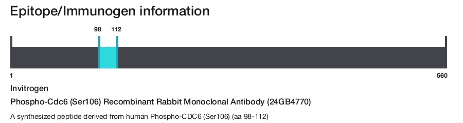 Phospho-Cdc6 (Ser106) Recombinant Rabbit Monoclonal Antibody (24GB4770)