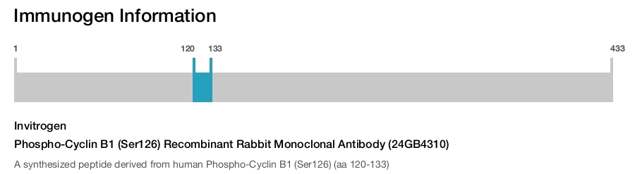 Phospho-Cyclin B1 (Ser126) Recombinant Rabbit Monoclonal Antibody (24GB4310)
