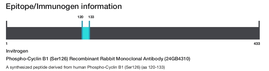 Phospho-Cyclin B1 (Ser126) Recombinant Rabbit Monoclonal Antibody (24GB4310)