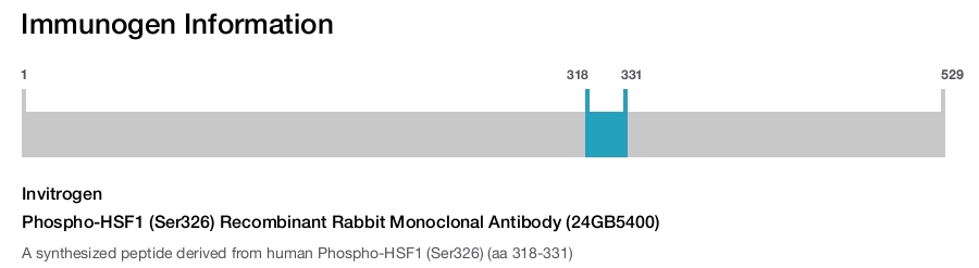 Phospho-HSF1 (Ser326) Recombinant Rabbit Monoclonal Antibody (24GB5400)