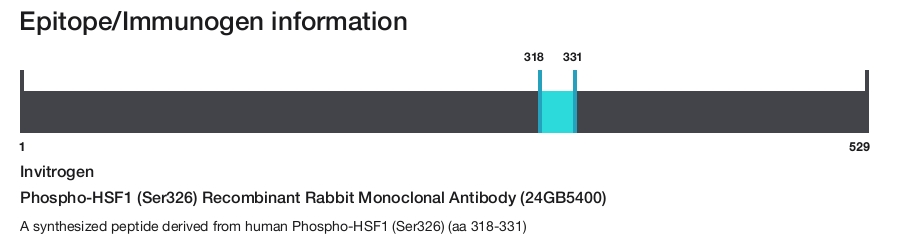 Phospho-HSF1 (Ser326) Recombinant Rabbit Monoclonal Antibody (24GB5400)