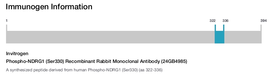 Phospho-NDRG1 (Ser330) Recombinant Rabbit Monoclonal Antibody (24GB4985)
