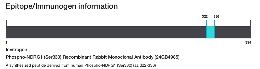 Phospho-NDRG1 (Ser330) Recombinant Rabbit Monoclonal Antibody (24GB4985)