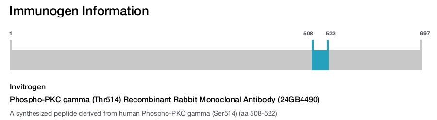 Phospho-PKC gamma (Thr514) Recombinant Rabbit Monoclonal Antibody (24GB4490)