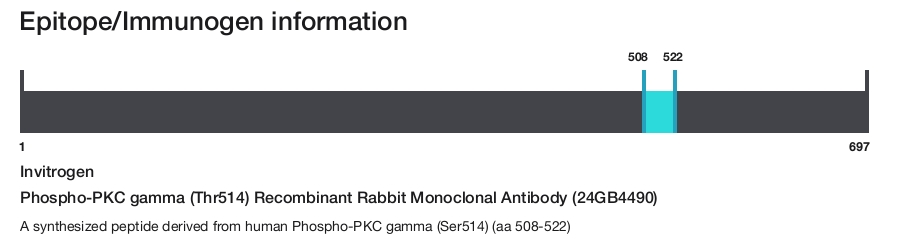 Phospho-PKC gamma (Thr514) Recombinant Rabbit Monoclonal Antibody (24GB4490)