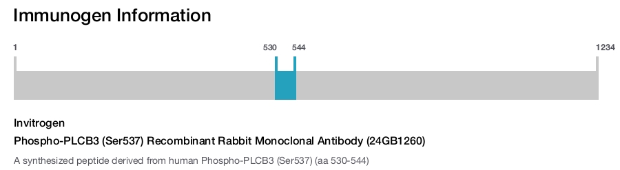 Phospho-PLCB3 (Ser537) Recombinant Rabbit Monoclonal Antibody (24GB1260)